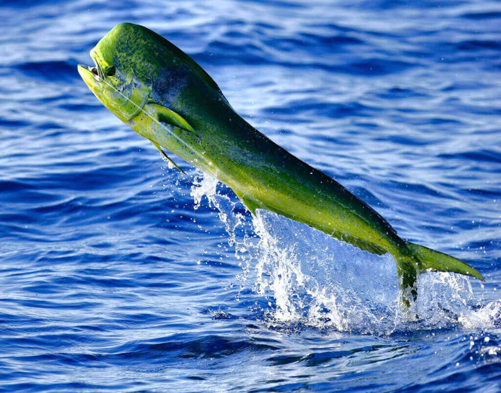 Peixes-de-água-salgada-1.jpg