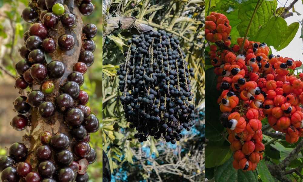 Jabuticaba, açaí e guaraná (Fotos: Canva)