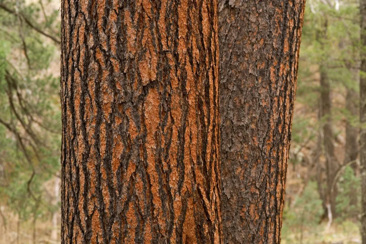 pinus.webp