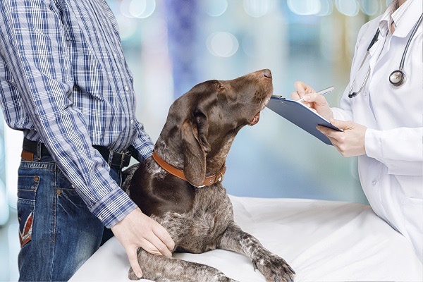 prescrição veterinária | petlove