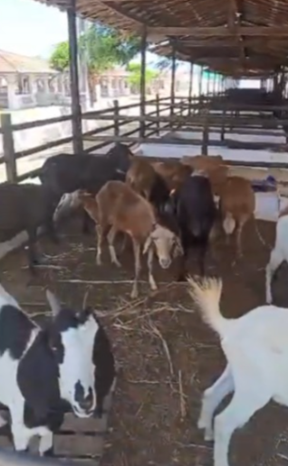 animais festa do boi